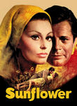 Wild Sunflowers poster