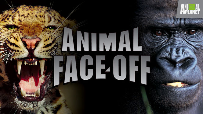 animal face-off